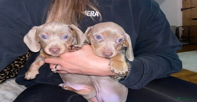 Miniature Dachshund dogs - Advert 1
