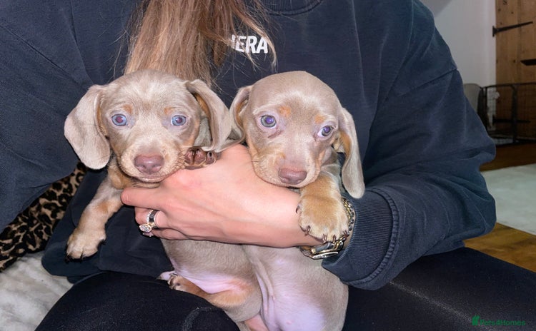 Miniature Dachshund dogs - Advert 12