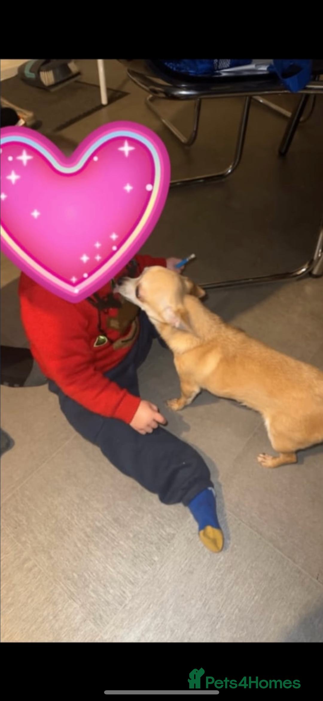 Chihuahua dogs for sale: Beautiful cream smooth coat chihuahua girl  - Advert 1