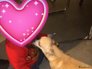 Chihuahua dogs Beautiful cream smooth coat chihuahua girl - Advert 6