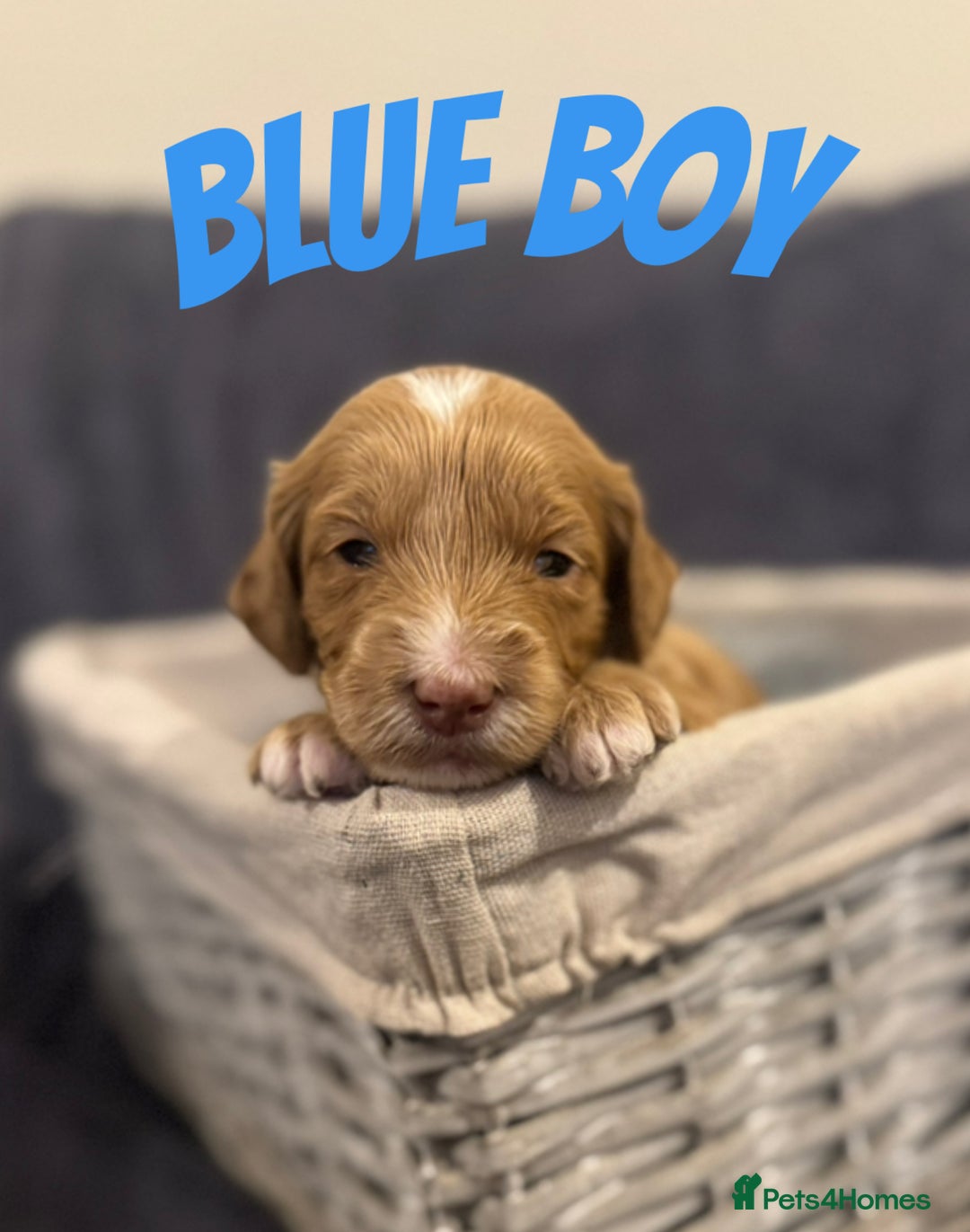 Mixed Breed dogs for sale: 👑 Superb Rare Health Tested Cockadoodledoo Pups - Image 22