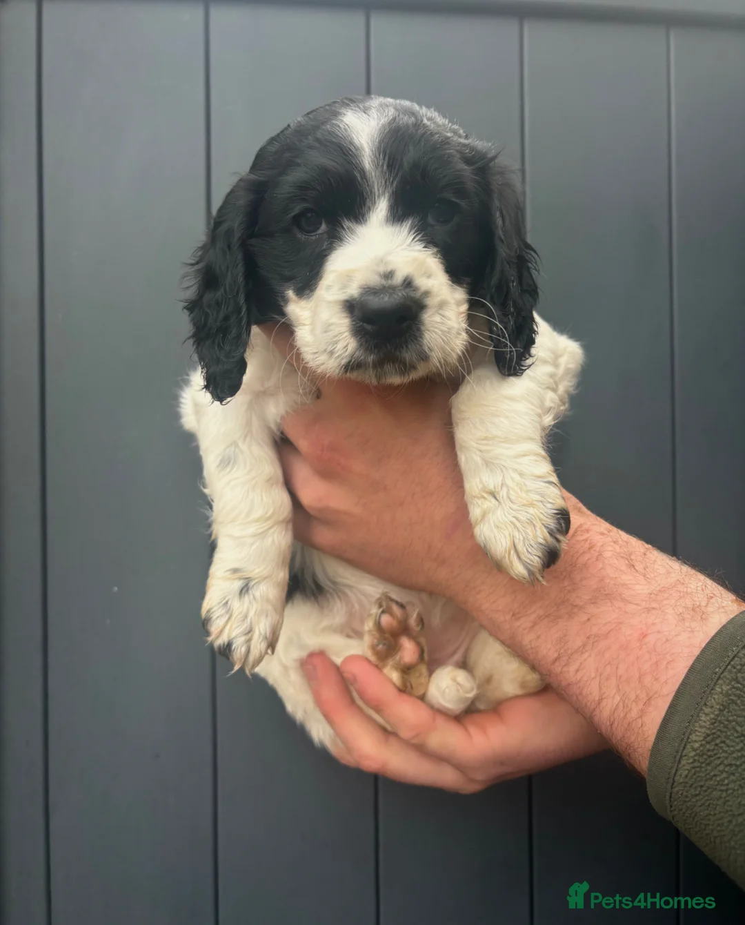 Cocker Spaniel dogs for sale: Beautiful Cocker Spaniel Puppies - Advert 17
