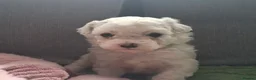 Bichon Frise dogs for sale: Dogs for sale  - Advert 20