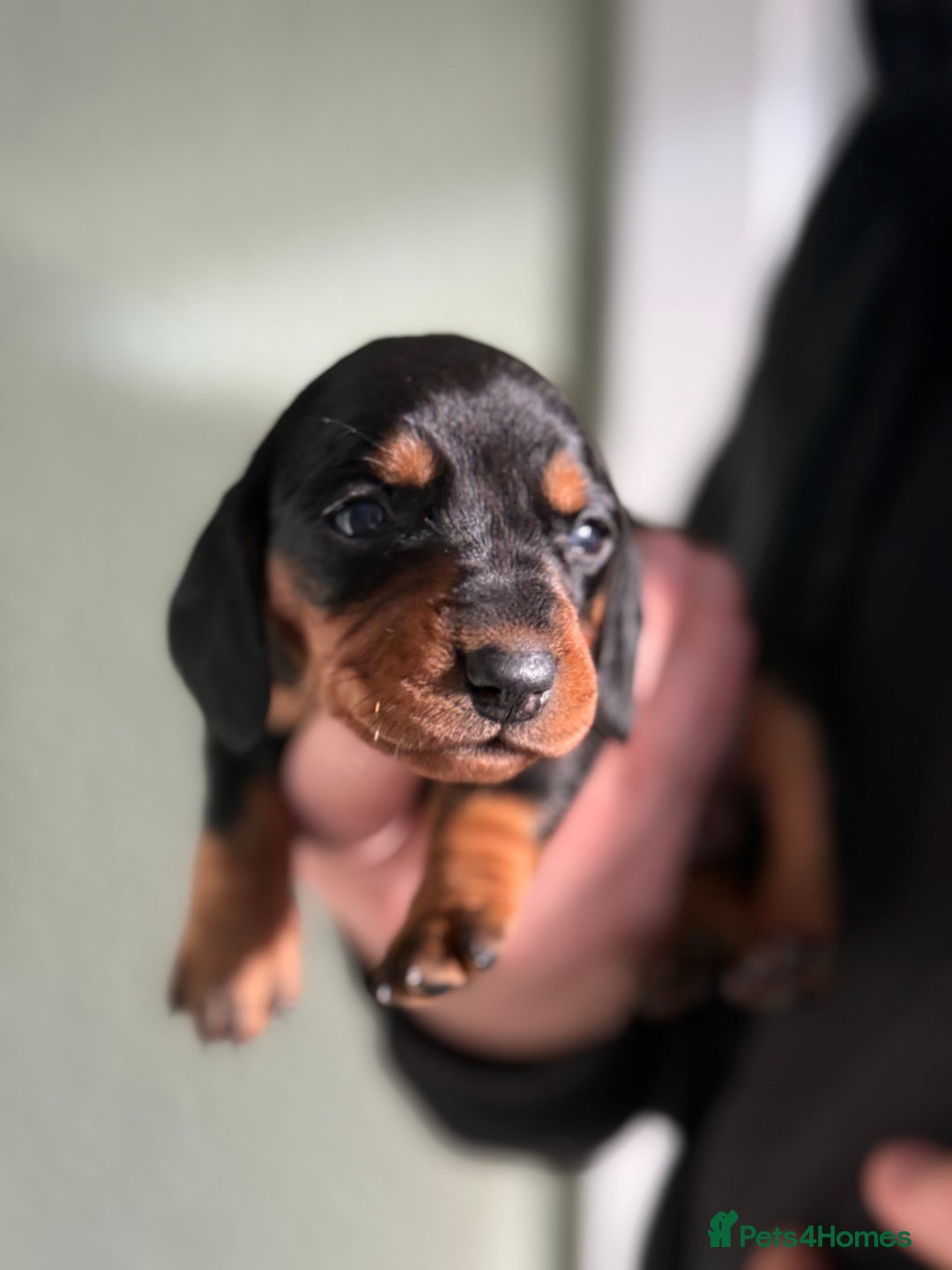 Dachshund dogs for sale: Beautiful standard dachshund puppies ❤️ - Image 19