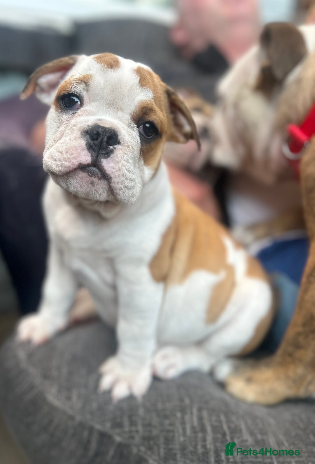 English Bulldog dogs for sale: English bulldogs  - Image 17