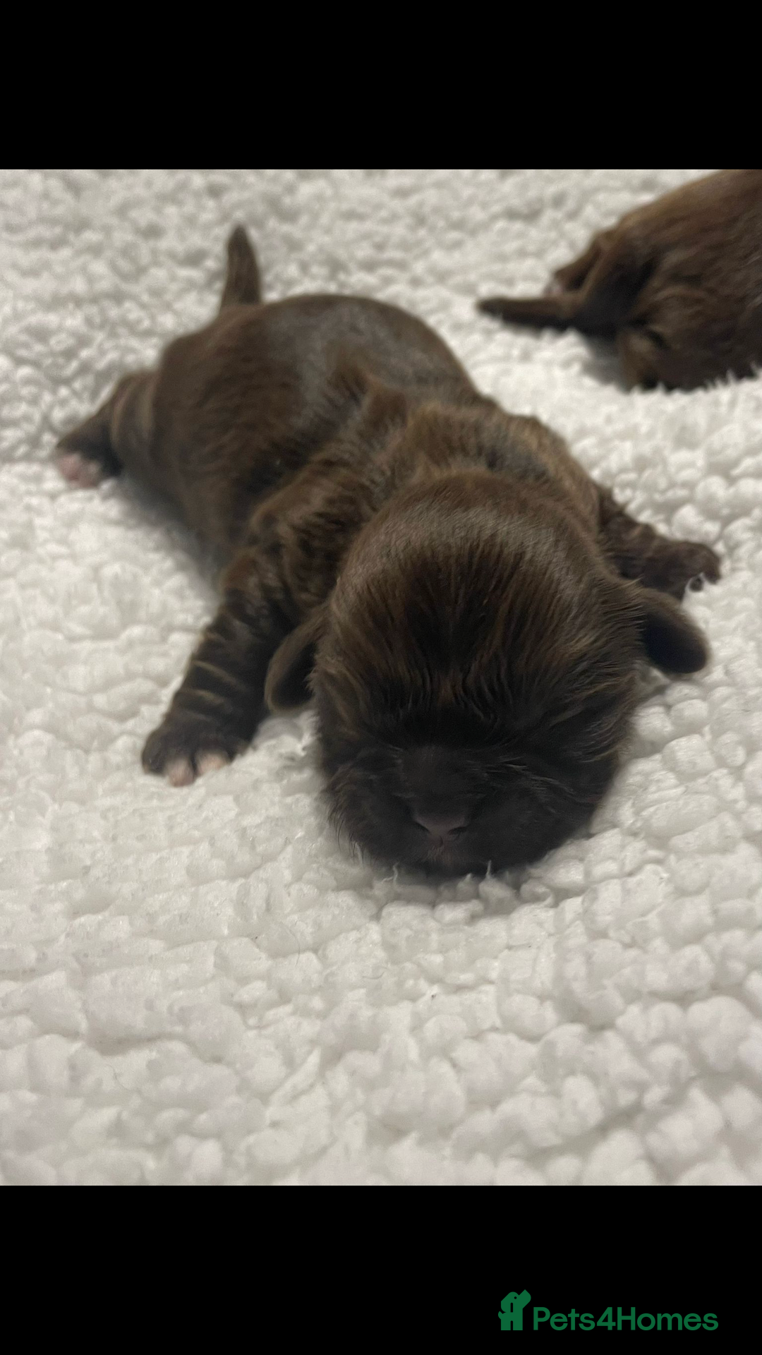 Shih Tzu dogs for sale: Imperial shih tzu puppies  - Advert 3
