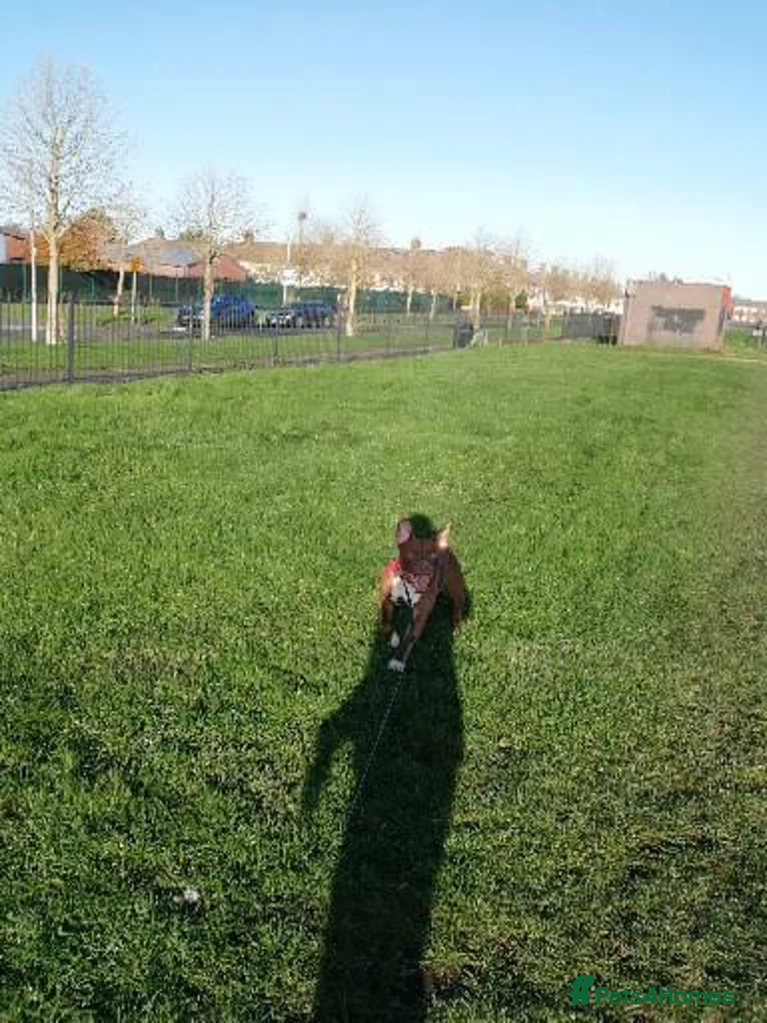 Mixed Breed dogs for sale: Staff x for sale must go today  - Advert 2