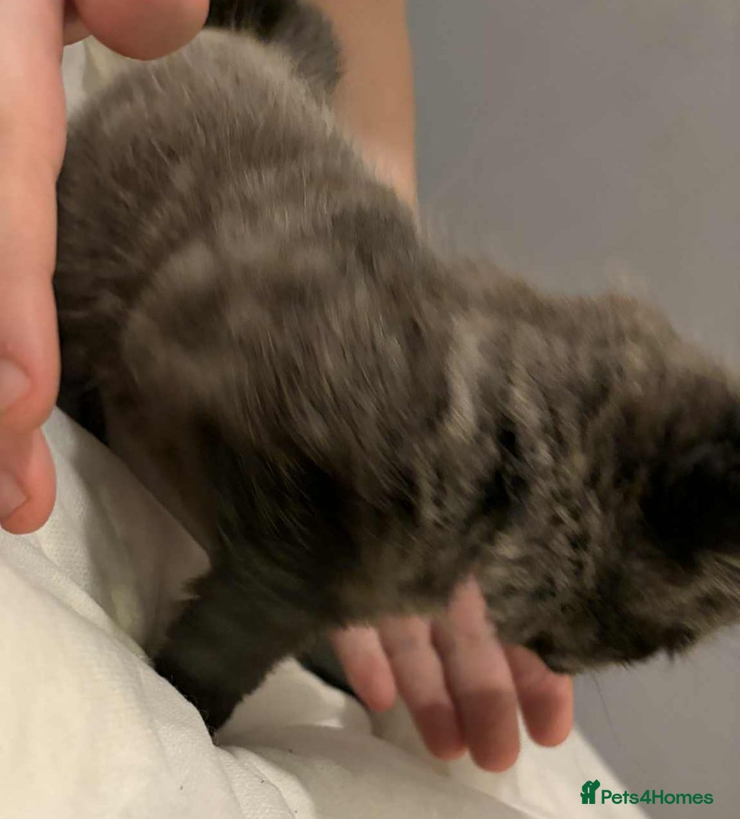 Maine Coon cats for sale: Main Coon x Rag Doll - Advert 4