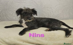 Australian Labradoodle dogs for sale: Australian Labradoodle × Fox Terrier Puppies - Image 20