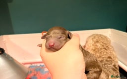 Australian Labradoodle dogs for sale: Healthy tested true Australian Labradoodle pups - Image 9