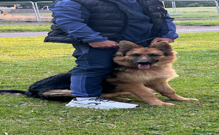 German Shepherd dogs - Advert 14