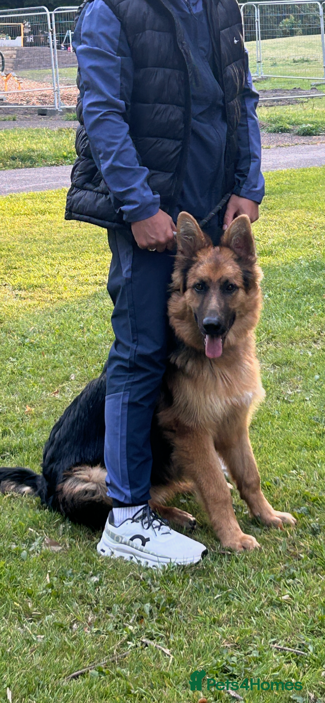 German Shepherd dogs for sale: German Sheperd  - Image 1