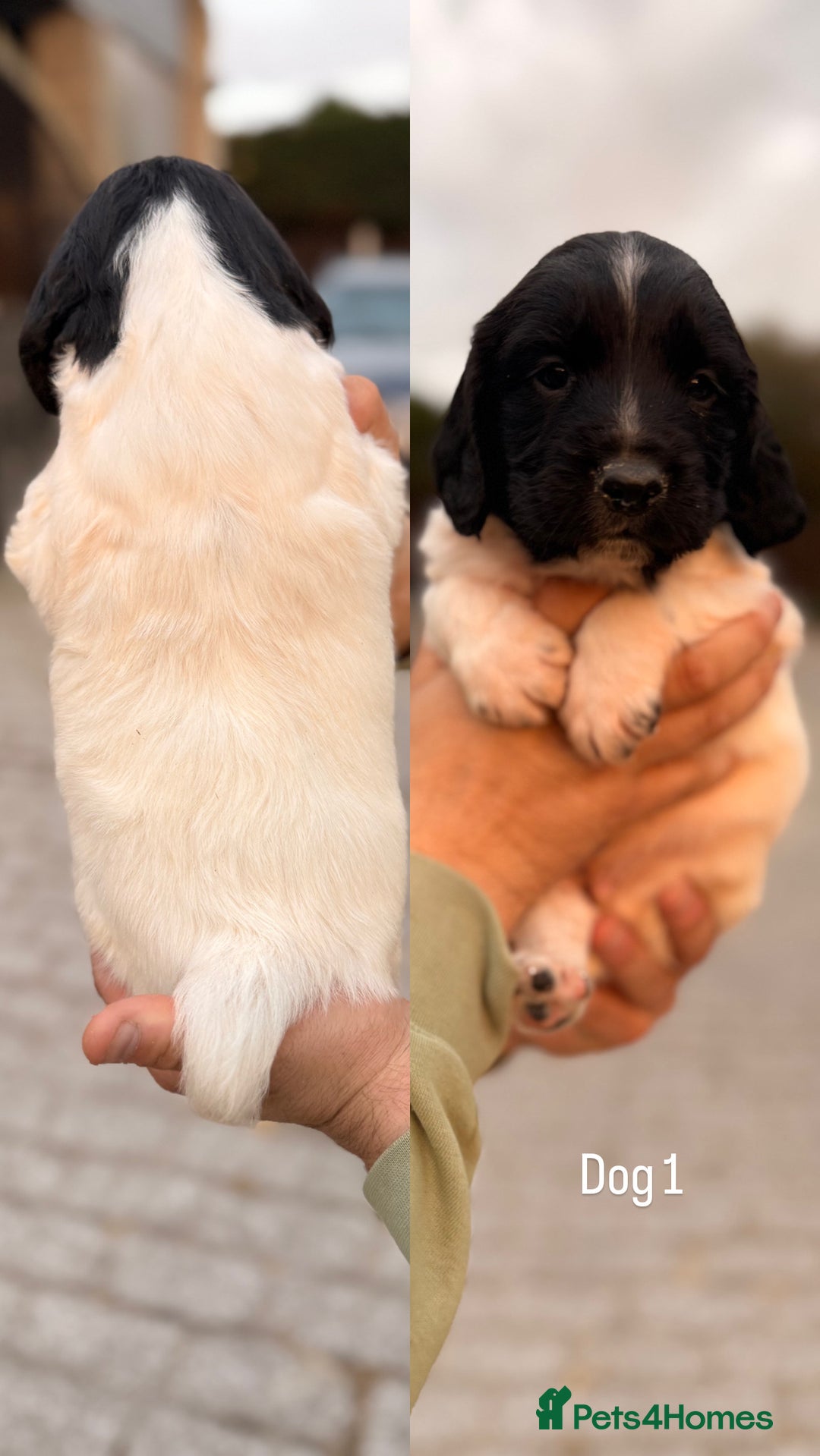 English Springer Spaniel dogs for sale: KC Reg BadgerCourt X Appachi Springer Pups - Image 1