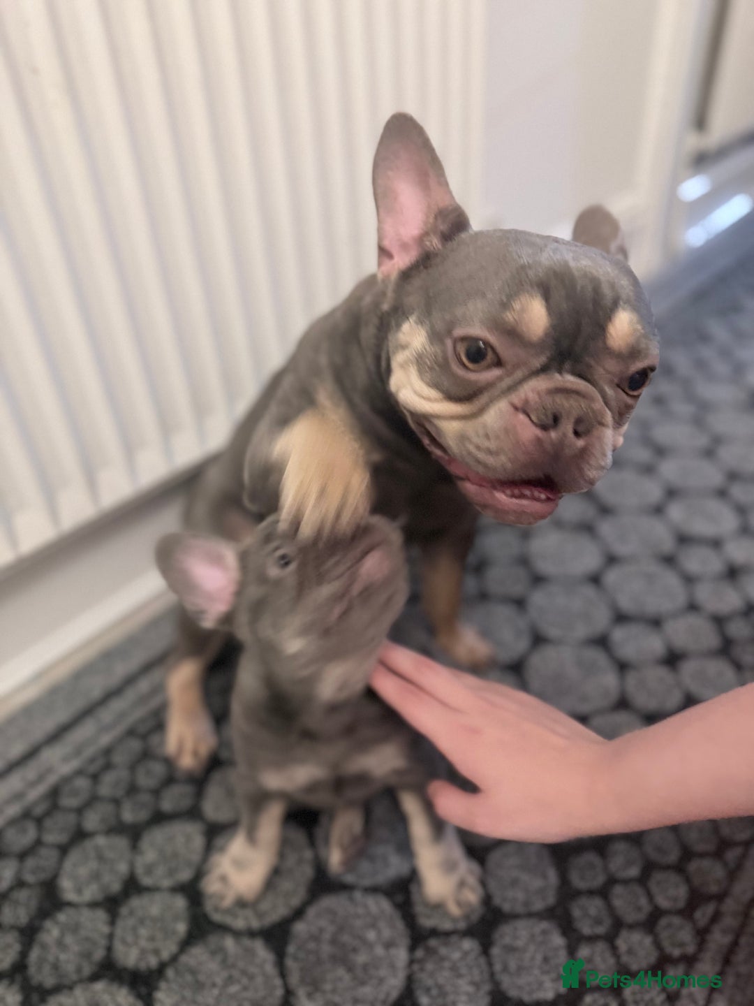 French Bulldog dogs for sale: Female French bulldog  - Advert 1