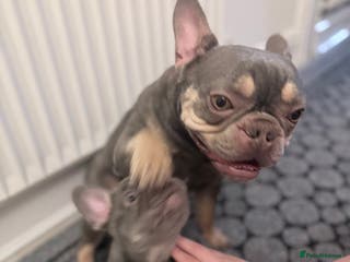 French Bulldog dogs Female French bulldog - Advert 1