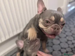 French Bulldog dogs Female French bulldog - Advert 3