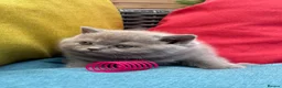 British Shorthair cats for sale: British Shorthair Kittens - GCCF - Advert 28