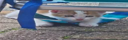 Mixed Breed cats for sale: A loving and friendly kitten - Advert 4