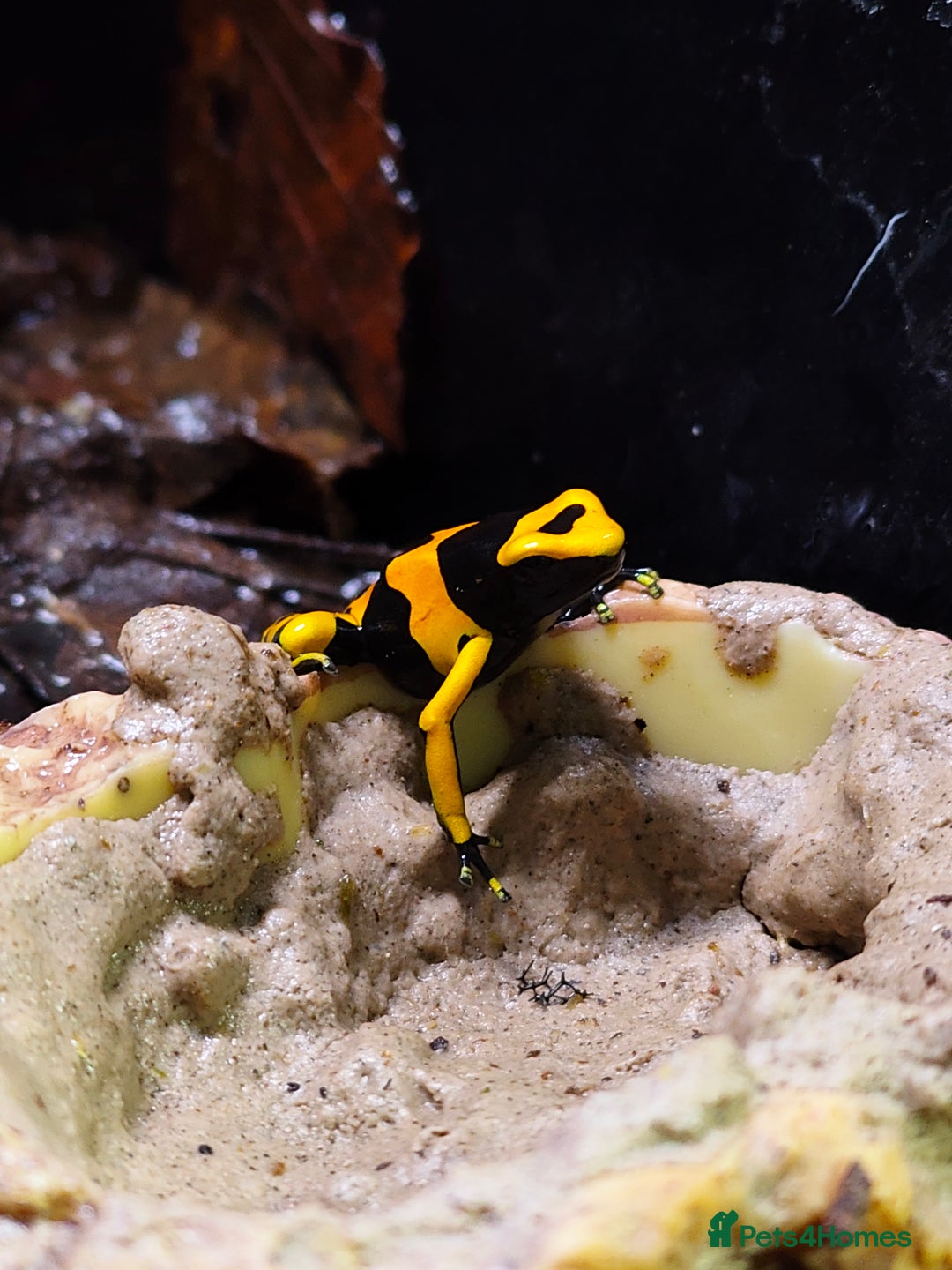 Frog reptiles for sale: Leucomelas Dart Froglets - Advert 3