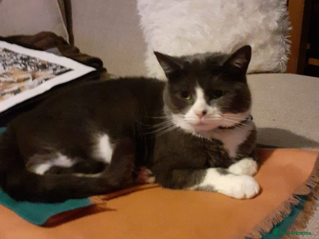 British Shorthair cats for sale: 🐾 Gorgeous girl Whiskey for sale 🐾 - Image 1