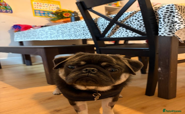 Pug dogs - Advert 1