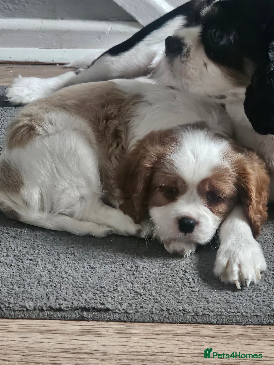 Cavalier King Charles Spaniel dogs for sale: 4 gorgeous puppies - Image 4