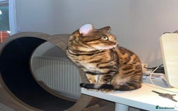 Bengal cats for sale: Beautiful bengal girl - Image 4