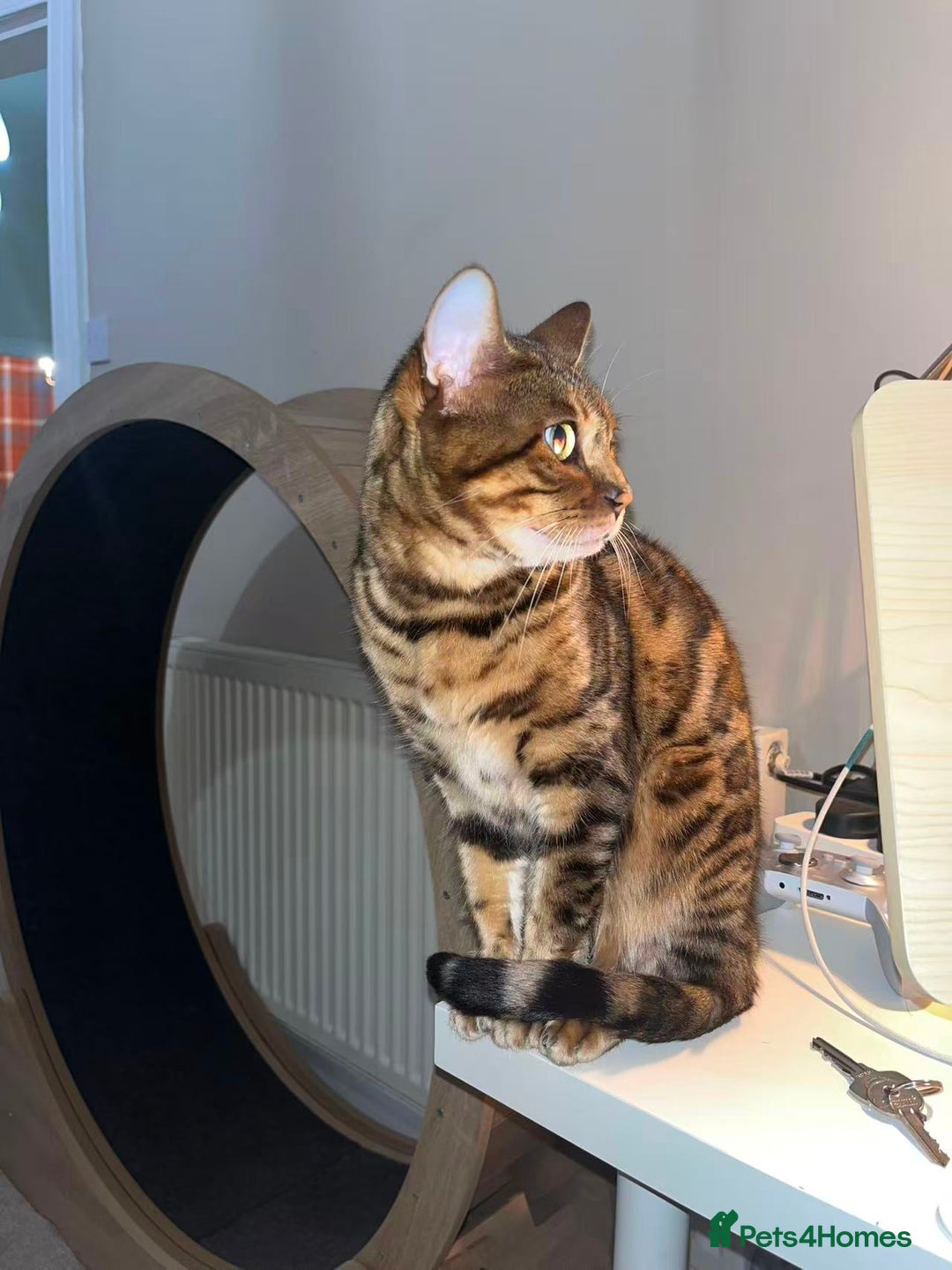 Bengal cats for sale: Beautiful bengal girl - Image 4