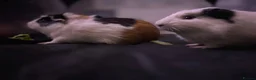 Guinea Pig rodents for sale: 2 guniea pigs for sale, urgently trying to rehome in Walsall - Advert 6