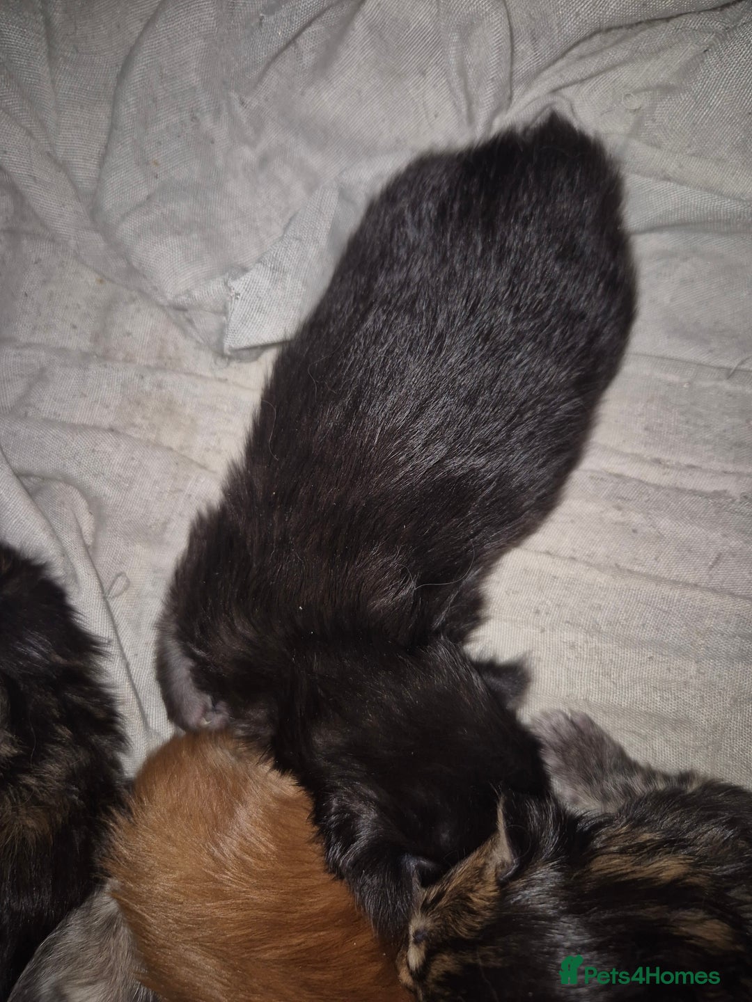 Maine Coon cats for sale: Russian /xxl maine coon - Advert 5