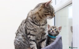 Mixed Breed cats for sale: Adorable Kittens Ready SOON - Image 24