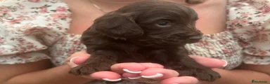 Cockapoo 4