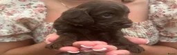 Cockapoo dogs for sale: 5 F1 cockapoo pups  - Advert 3