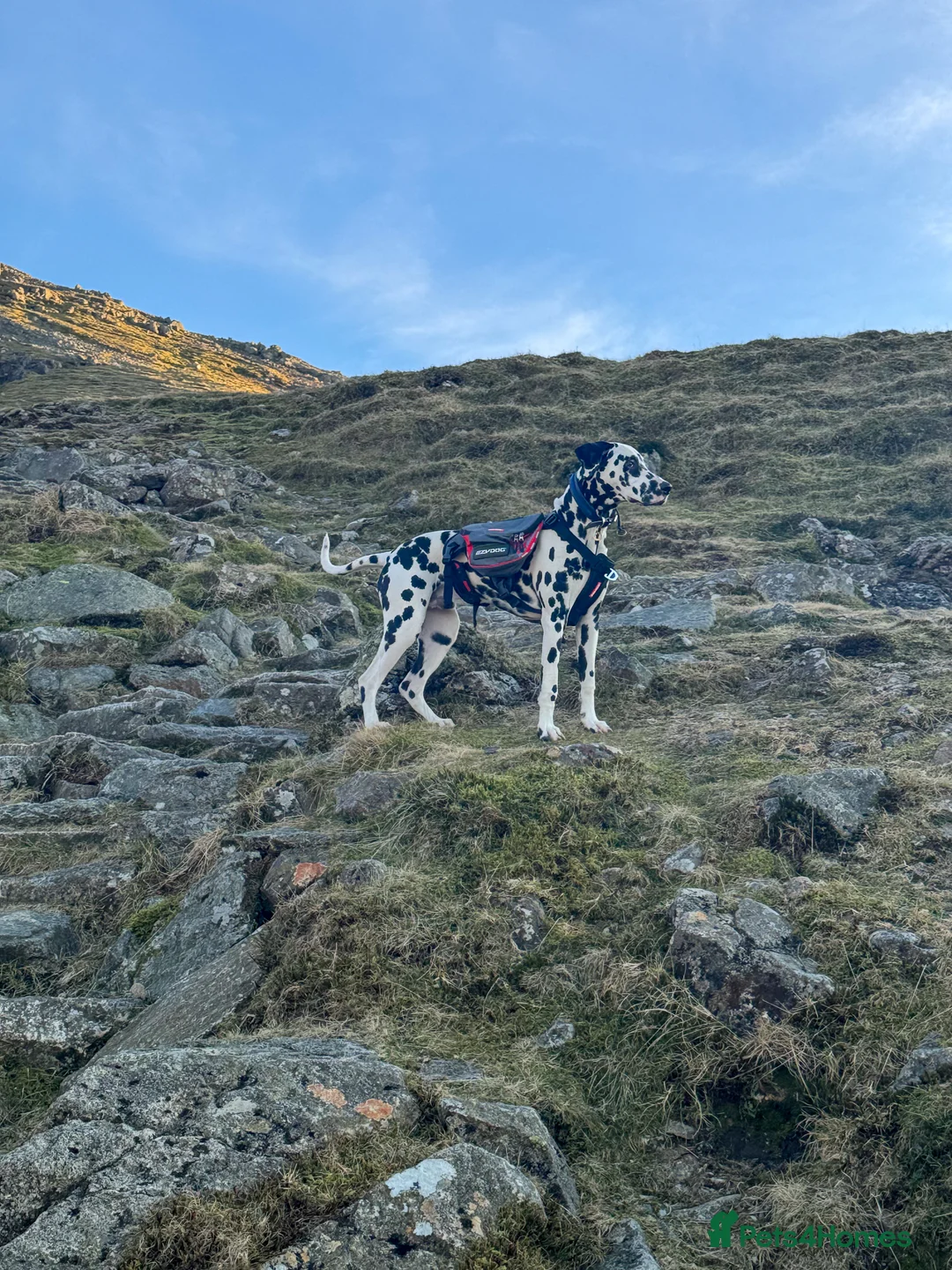 Dalmatian dogs for stud: KC Registered Dalmatain For Stud - Advert 4