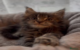 Maine Coon cats for sale: Chunky Russian Mainecoon cubs  - Image 14