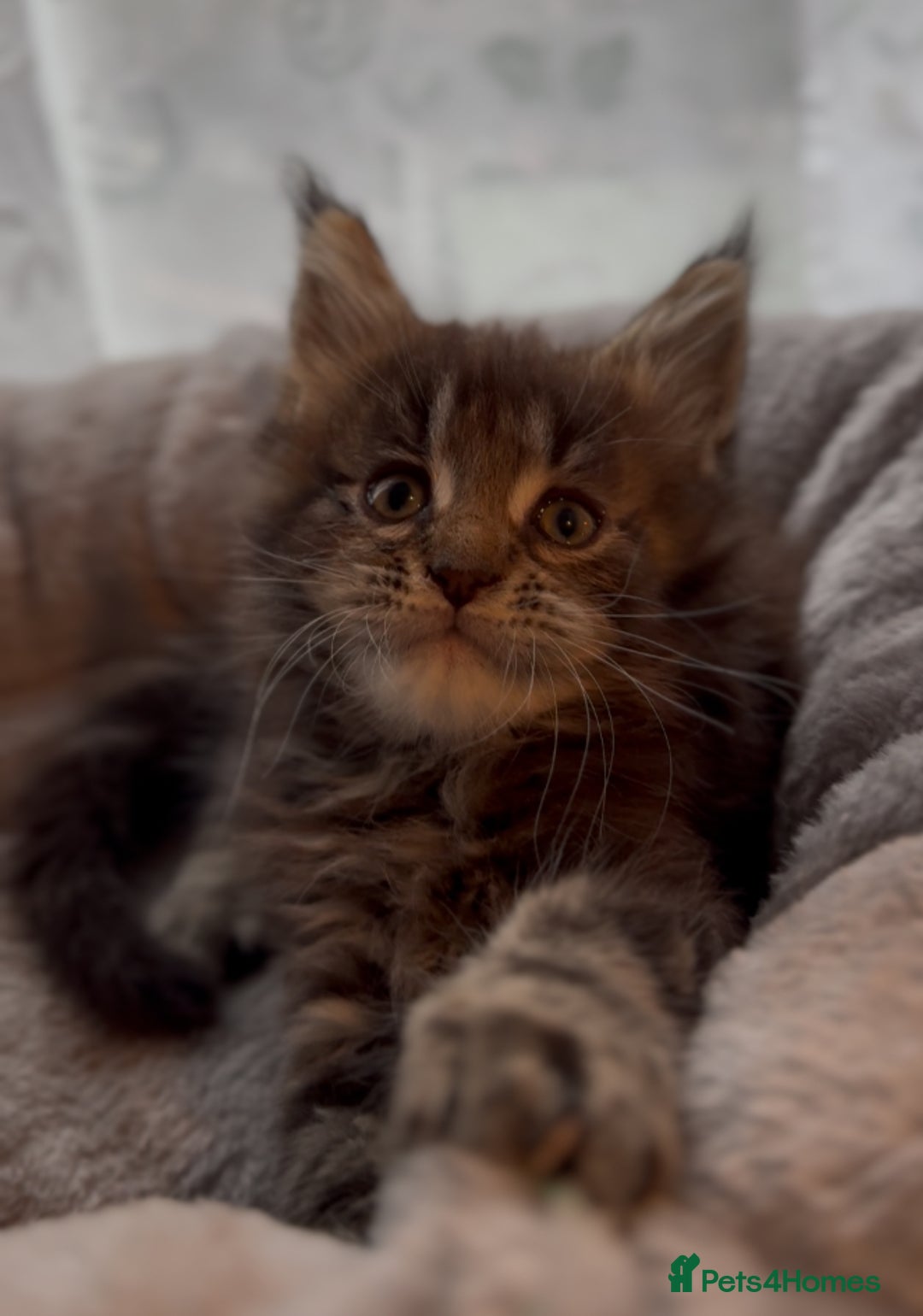 Maine Coon cats for sale: Chunky Russian Mainecoon cubs  - Image 14