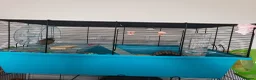 Hamster rodents for sale: Russian Dwarf Hamster With Cage in Wembley - Advert 3