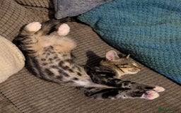 Domestic Shorthair cats for sale: Beautiful domestic short hair kittens for sale  - Image 33
