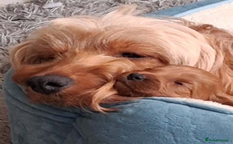 Cockapoo dogs - Advert 13