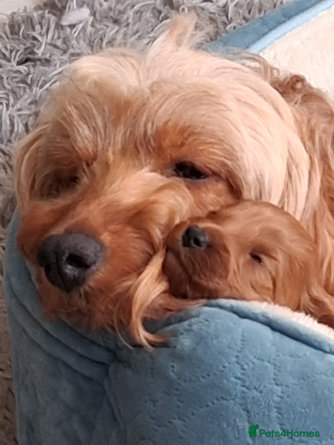 Cockapoo dogs for sale: 8 cockapoo puppies ( 5 boys and 3 girls) - Image 1
