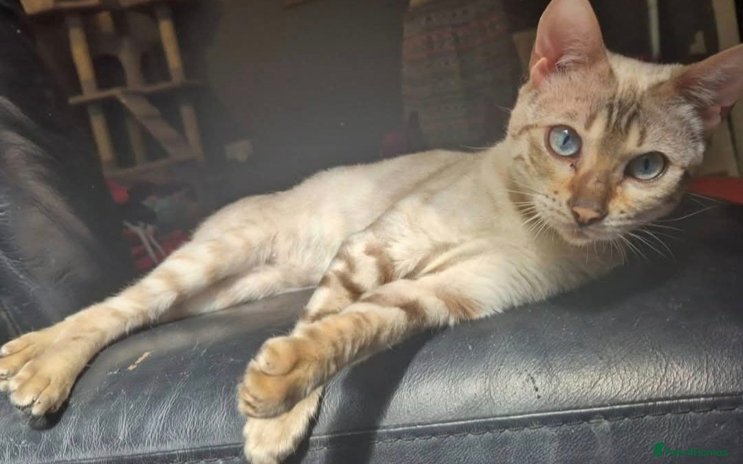 Bengal cats for sale: Stunning Snow Bengal Girl - Advert 2