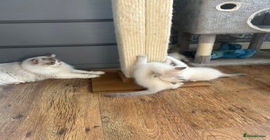 Ragdoll cats - Advert 6