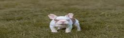 French Bulldog dogs for sale: QUALITY!! HEALTH CLEAR!! FRENCH BULLDOG PUPS!  in Durham - Advert 3