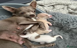 Chihuahua dogs for sale: Adorable Chihuahua puppies - Image 5