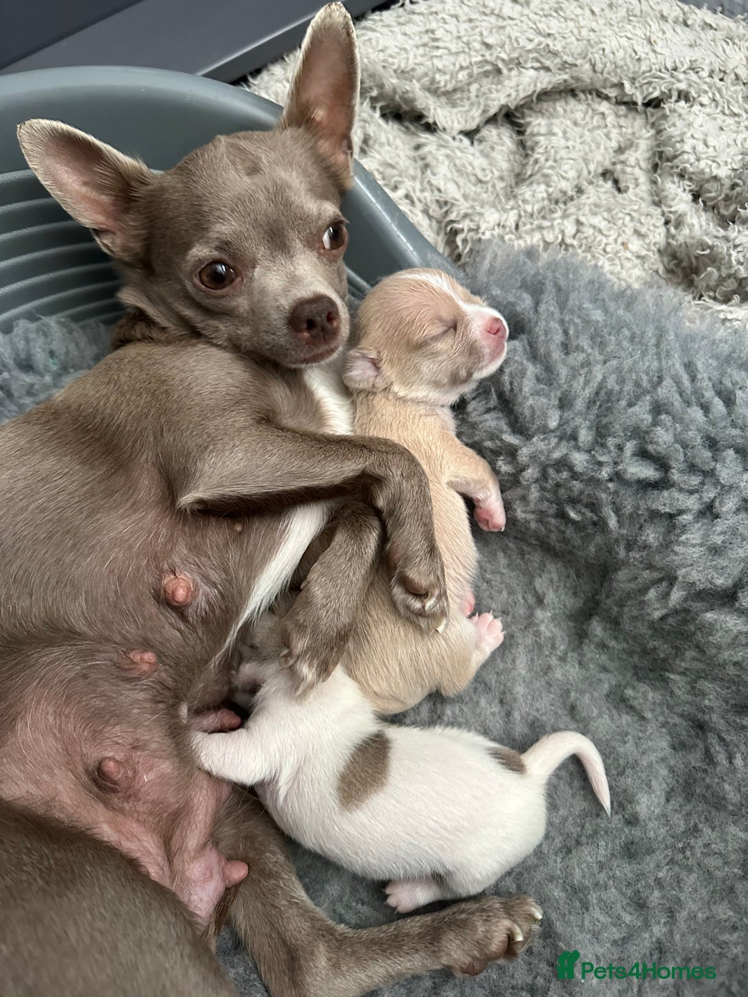 Chihuahua dogs for sale: Adorable Chihuahua puppies - Image 5