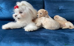 Maltipoo dogs for sale: 🌟Only One Girl Available 🐶 - Image 7