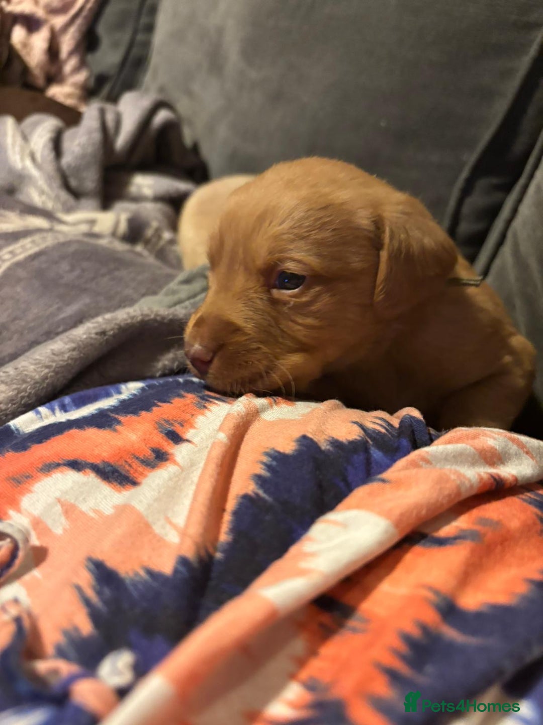 Labrador Retriever dogs for sale: Dudley Labrador Puppies - Advert 5