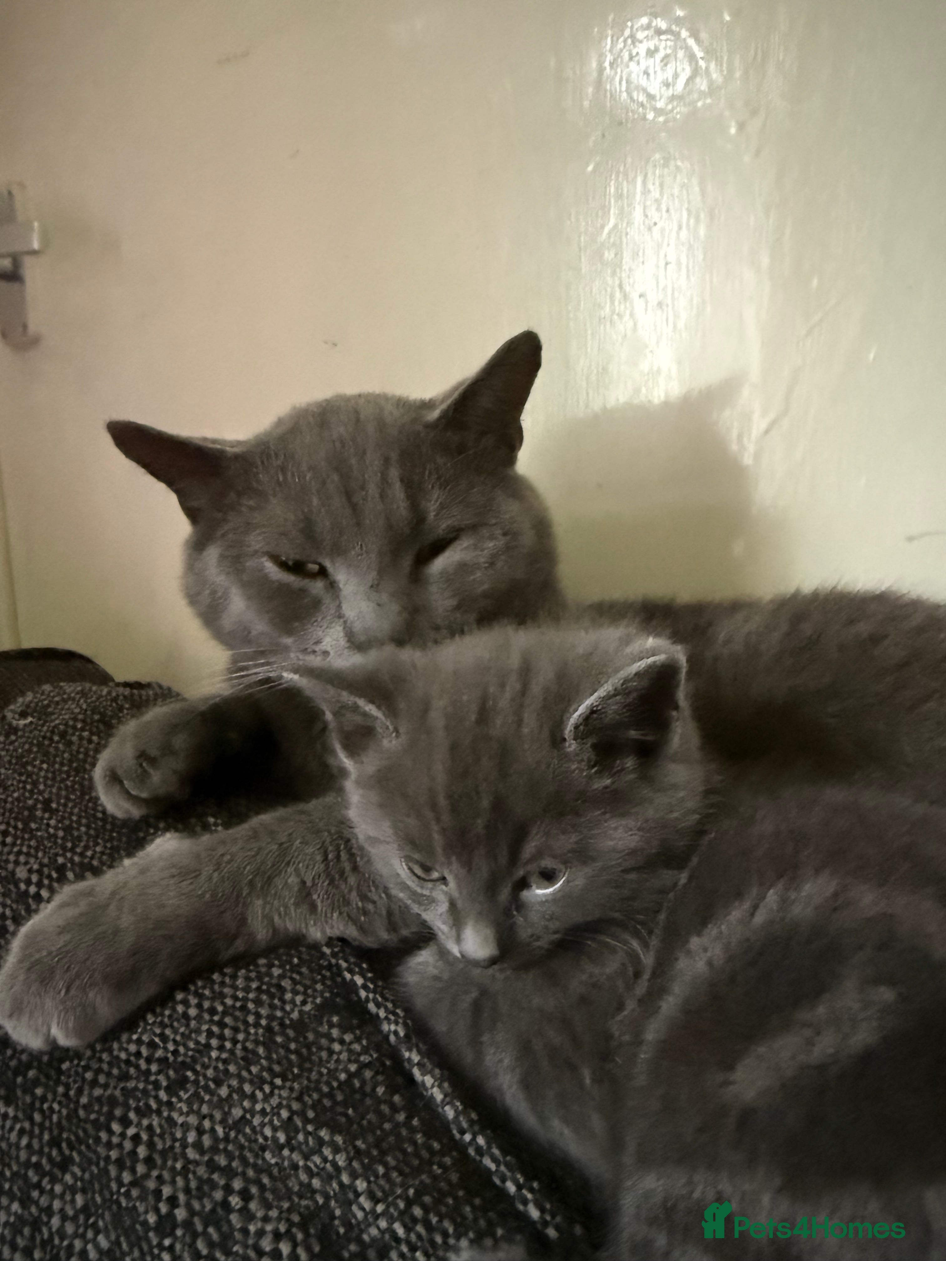 British Shorthair cats Grey British shorthair kitten  - Advert 12
