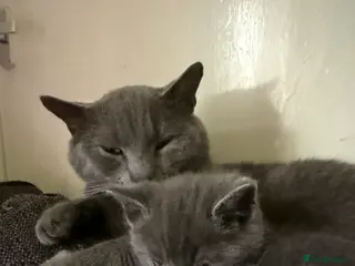 British Shorthair cats Grey British shorthair kitten - Advert 12