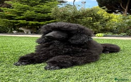 Toy Poodle dogs for sale: Kc registered beautiful toy poodle - Image 1